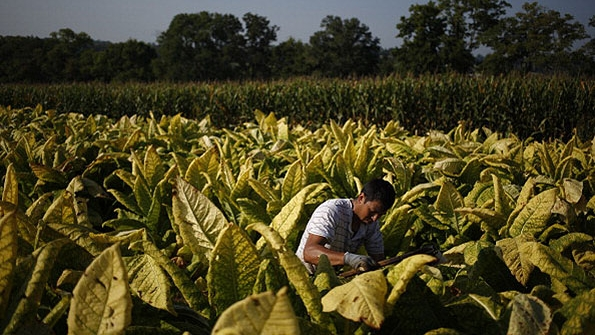 A new technology for utilizing the byproduct from tobacco plants to create a new textile fiber and natural dyes could generate a paradigm shift in the textile and leather industries