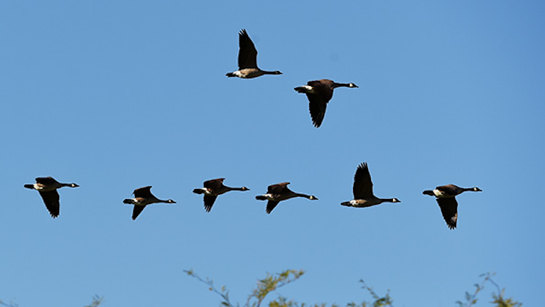 Amazon S Delivery Drone Research Focuses On Avoiding Birds Industryweek