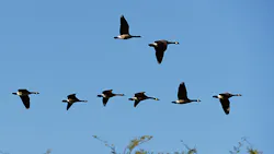 flying geese flying geese