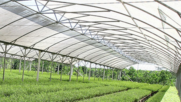 APPrsquos deforestation efforts begin at nurseries such as this one where trees are grown from seedlings before being transplanted to the rainforest