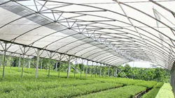 APPrsquos deforestation efforts begin at nurseries such as this one where trees are grown from seedlings before being transplanted to the rainforest APPrsquos deforestation efforts begin at nurseries such as this one where trees are grown from seedlings before being transplanted to the rainforest