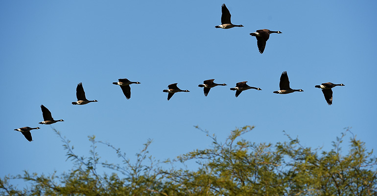 geese flying in formation