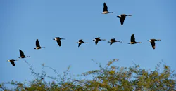 geese flying in formation geese flying in formation