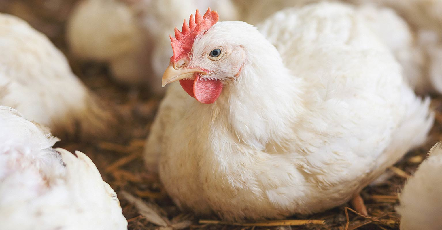 Chicken sitting down