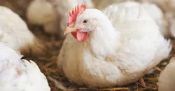 Chicken sitting down Chicken sitting down