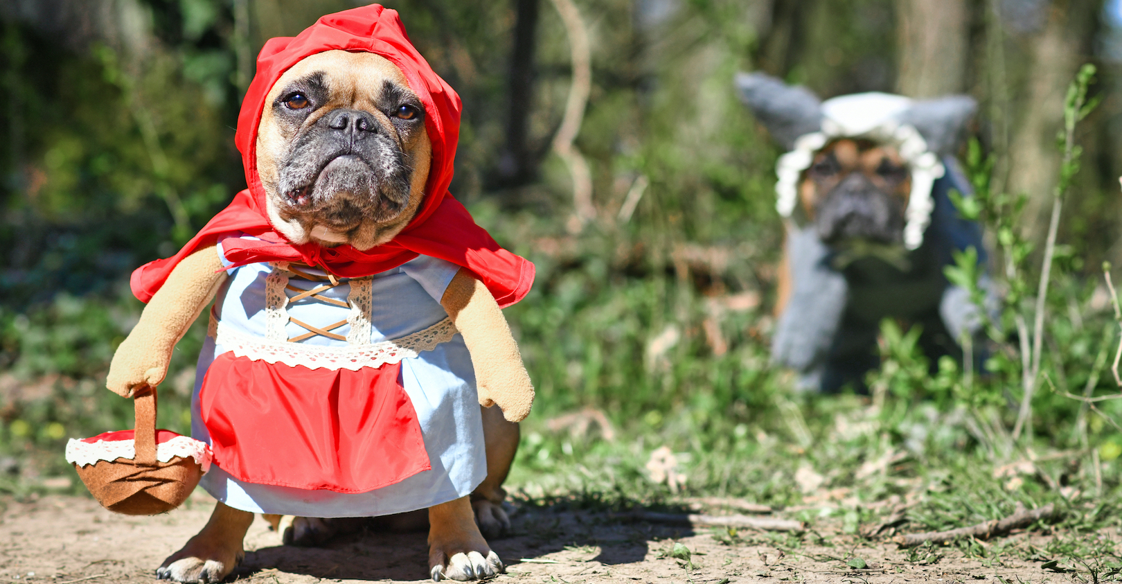 Dreamstime M 198164597 5f7ded0610663