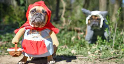 Dreamstime M 198164597 5f7ded0610663 Dreamstime M 198164597 5f7ded0610663