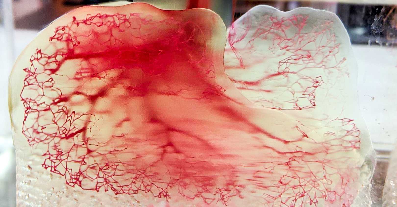 Human vasculature model created using Print to Perfusion process.