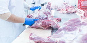 Pork Production Plant Butcher Knife Sharp Meat Meatpacking Anat Loungtip Dreamstime
