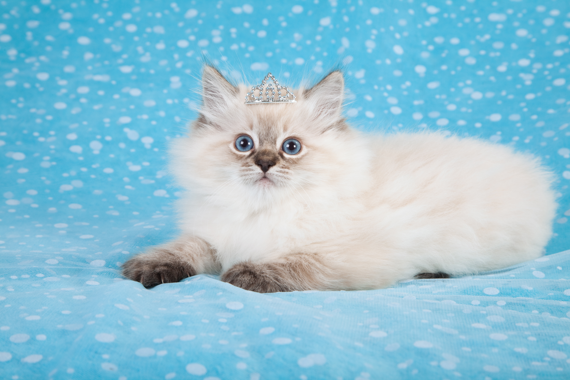 Cat In Tiara 636bf93d4f431