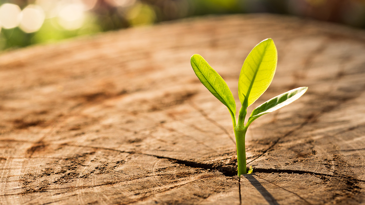 New Growth 6515e6131c45a