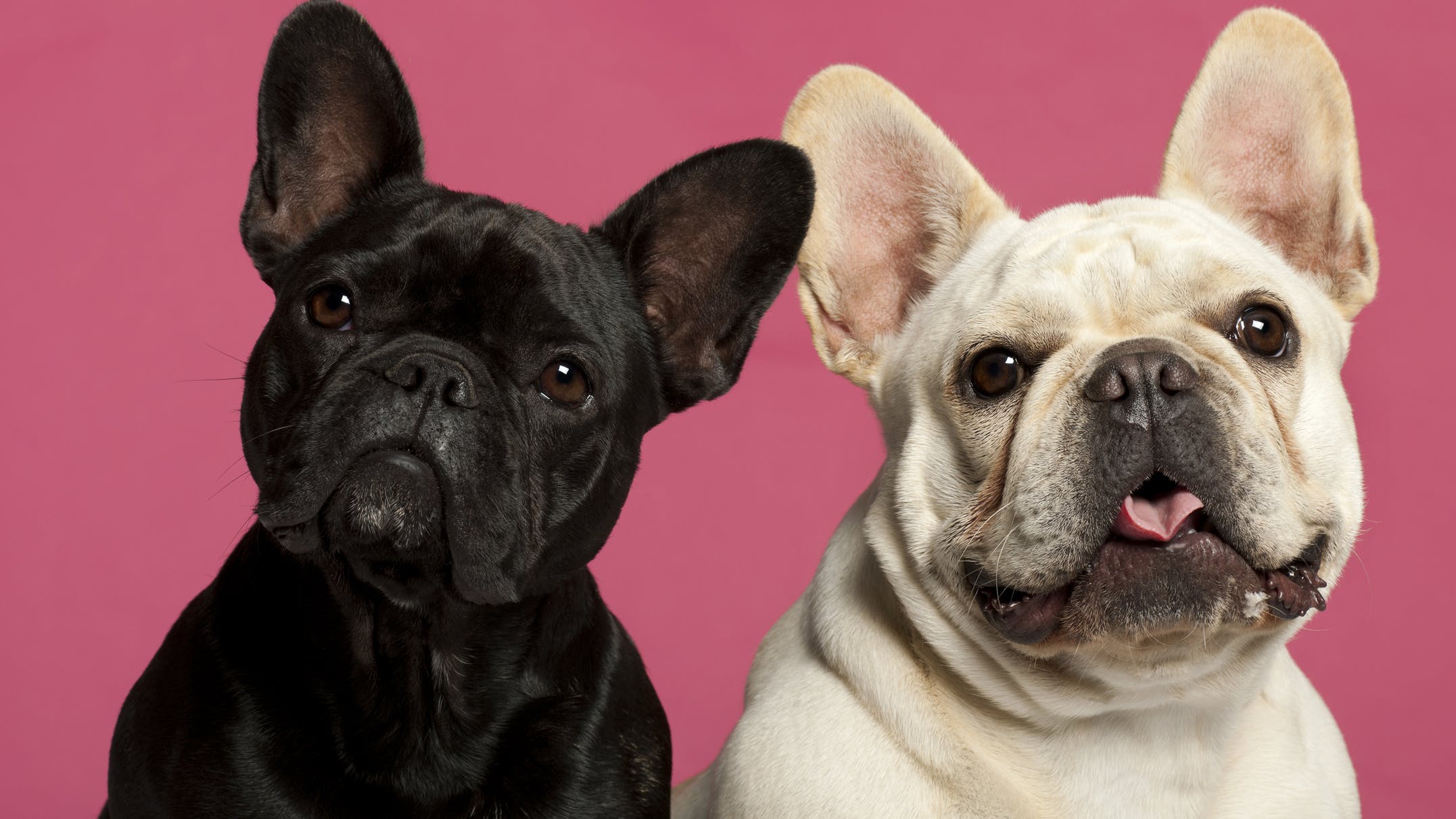 65c28abb75c272001eff6518 Bulldog Couple