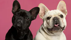 65c28abb75c272001eff6518 Bulldog Couple 65c28abb75c272001eff6518 Bulldog Couple