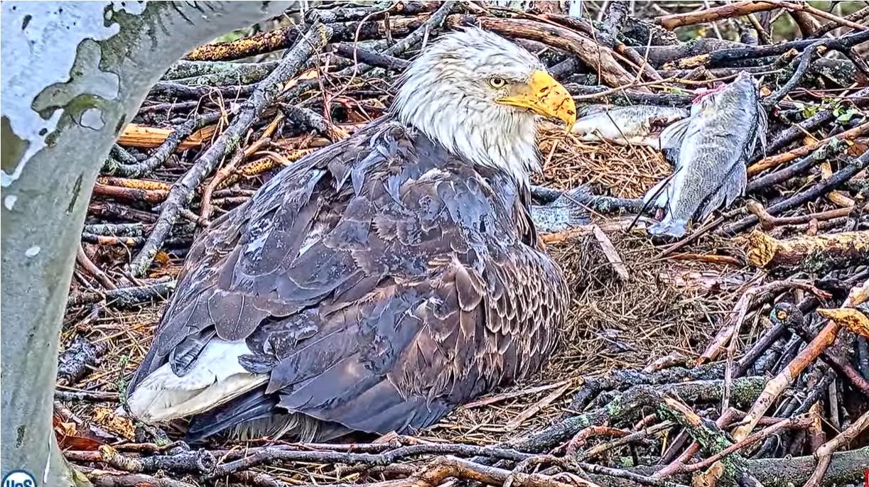 66194e5f9cfd52001eaa5547 Eaglebedraggedussteellivecam