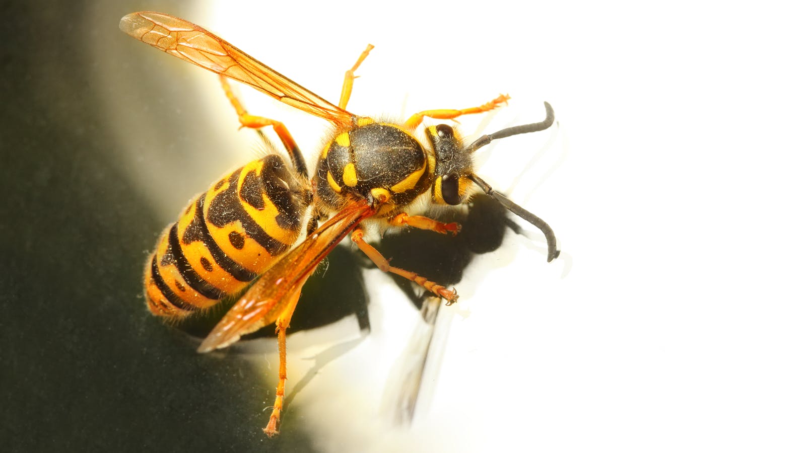 66acf5a1fa172678786c926d Waspstingdreamstime L 93429769