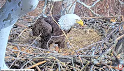 eaglescreenshot eaglescreenshot