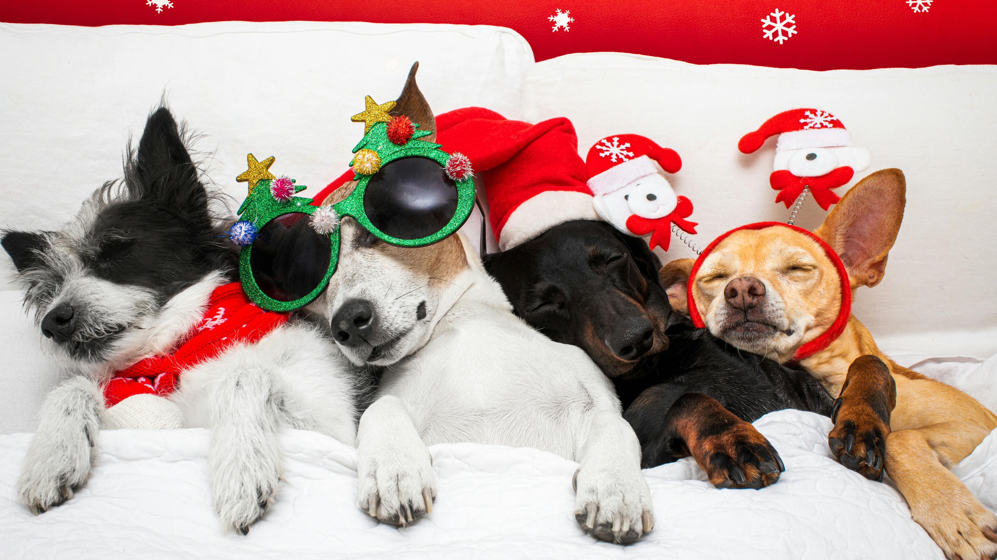 Christmas Dogs Sleeping Bed Holiday Perks Rest