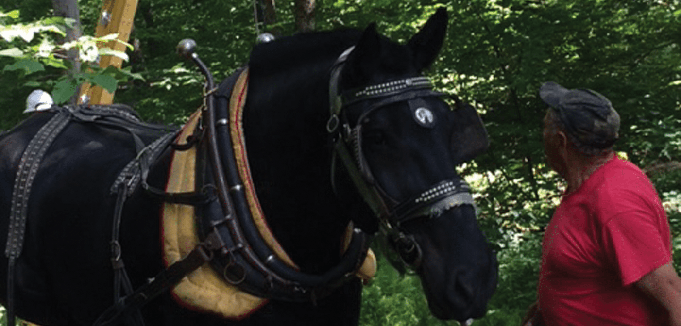 1116 Horsepower 1402x672