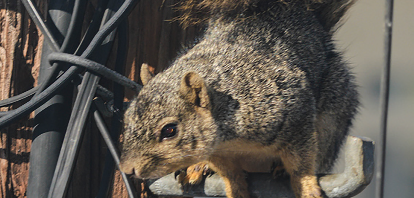 Furry 012019 1402x672