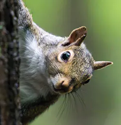 Furry Fig2 012019 Furry Fig2 012019