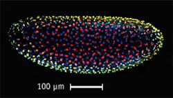 1211bowlangf2 1211bowlangf2