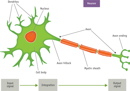 FIGURE 1. A typical neuron, with extensions to the cell body, is shown in its presynaptic state. The region where an axon terminal/ending communicates with its postsynaptic target cell is known as a synapse.