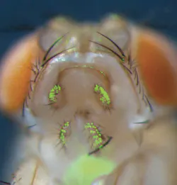 1411bowgiacobone Frontis 1411bowgiacobone Frontis