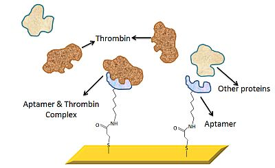 Blood Protein Fig2
