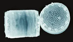 Content Dam Bow Online Articles 2012 03 Diatom Biosensor 1 Content Dam Bow Online Articles 2012 03 Diatom Biosensor 1