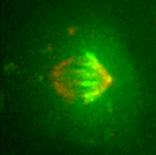 Content Dam Bow Online Articles 2014 07 Ncb Microtubul Ms Big