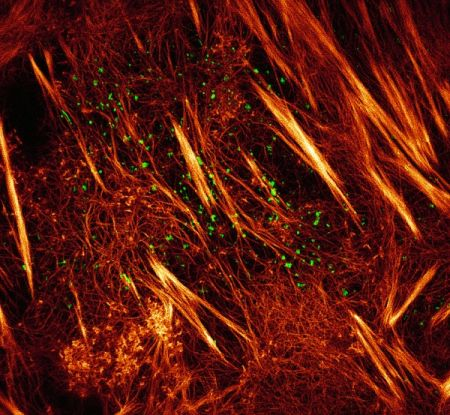 Content Dam Bow Online Articles 2015 August Fig 4a Small Web