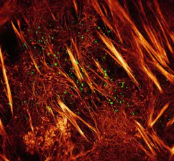 Content Dam Bow Online Articles 2015 August Fig 4a Small Web Content Dam Bow Online Articles 2015 August Fig 4a Small Web