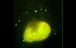 Content Dam Bow Online Articles 2015 March Mrna Thumb Content Dam Bow Online Articles 2015 March Mrna Thumb