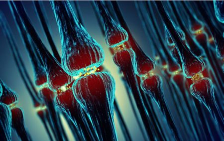 Content Dam Bow Online Articles 2015 September Synapsen 535 Web