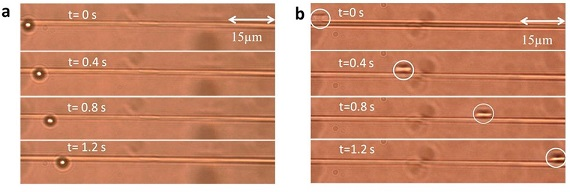 A three micron polystyrene particle (white dot or circle) is propelled along a microfiber by light in the fundamental mode (left) and a higher order mode (right).