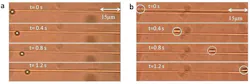 A three micron polystyrene particle (white dot or circle) is propelled along a microfiber by light in the fundamental mode (left) and a higher order mode (right). A three micron polystyrene particle (white dot or circle) is propelled along a microfiber by light in the fundamental mode (left) and a higher order mode (right).