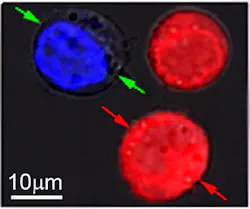 Nanobubbles 5 Web 120312 Nanobubbles 5 Web 120312