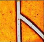 Pennwell web 150 145 Pennwell web 150 145