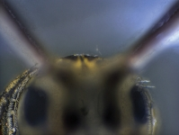 Pennwell web 200 150