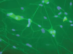 Pennwell web 300 222 Pennwell web 300 222