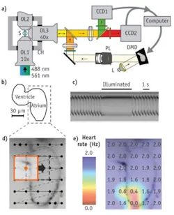 FIGURE 3. A microscope layout (a) shows how a sheet of laser light (488 nm or 561 nm) illuminates an embedded zebrafish, S, through objective lens OL1 or OL2. A computer-generated pattern is reflected off the digital micromirror device (DMD) and imaged onto the sample S through the detection lens OL3. The zebrafish heart stops beating (b) when illuminated with orange light and recovers instantaneously afterward (c). The heart was sequentially illuminated with overlapping squares (d), and a false-color image shows the observed atrial heart rate after illumination of 30 sampled areas (e). FIGURE 3. A microscope layout (a) shows how a sheet of laser light (488 nm or 561 nm) illuminates an embedded zebrafish, S, through objective lens OL1 or OL2. A computer-generated pattern is reflected off the digital micromirror device (DMD) and imaged onto the sample S through the detection lens OL3. The zebrafish heart stops beating (b) when illuminated with orange light and recovers instantaneously afterward (c). The heart was sequentially illuminated with overlapping squares (d), and a false-color image shows the observed atrial heart rate after illumination of 30 sampled areas (e).