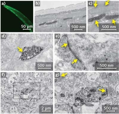 MiniSOG, a small and efficient singlet oxygen generator, is engineered from a blue light photoreceptor based on protein crystal structure, with a) a confocal fluorescence image of miniSOG targeted to the mitochondria in body wall muscles of C. elegans; b) and c) thin section EM images of a portion of C. elegans showing a subset of labeled mitochondria in the body wall muscle (arrow) and adjacent unlabeled mitochondria in a different cell type (arrowheads); d) and e) ultrastructural localization of miniSOG-labeled synaptic cell-adhesion molecules (SynCAMs) in cultured cortical neurons, where d) SynCAM1 fusion reveals uniform membrane labeling at the presynaptic apposition (arrow), and e) SynCAM2 fusion shows postsynaptic membrane labeling (pointed by arrow). Ultrastructural details including synaptic vesicles and nerve terminal substructure were well preserved in both d) and e); and f) and g) ultrastructural localization of miniSOG-labeled synaptic cell-adhesion molecule 2 (SynCAM2) in intact mouse brain. a) depicts a large area (~14 &times; 14 &micro;m) of one of the tissue sections imaged by serial block-face scanning electron microscopy. b) depicts enlargement of the region boxed in (a), and reveals postsynaptic membrane labeling (pointed by arrow) apposing a presynaptic bouton containing vesicles. Ultrastructural details, including synaptic vesicles and membrane-bound structures of synapses, were well preserved and easily recognizable (e.g., arrowhead in the upper left).1