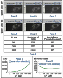 FIGURE 2. Results of imaging a low-light cell sample with immunofluorescently stained Golgi apparatus with a Photometrics Evolve 512 EMCCD camera. With Quant-View technology—which quantifies imaging data in photoelectrons—disabled (panels A to C), reported fluorescence signal increased with greater applied EM Gain. With Quant-View enabled (panels D to F), fluorescence signal reported in photoelectrons remained stable with increasing EM gain. Average pixel data from panels A to F are tabulated in panel G; average pixel data from images taken at six different EM gain settings is graphed in panels H and I. FIGURE 2. Results of imaging a low-light cell sample with immunofluorescently stained Golgi apparatus with a Photometrics Evolve 512 EMCCD camera. With Quant-View technology—which quantifies imaging data in photoelectrons—disabled (panels A to C), reported fluorescence signal increased with greater applied EM Gain. With Quant-View enabled (panels D to F), fluorescence signal reported in photoelectrons remained stable with increasing EM gain. Average pixel data from panels A to F are tabulated in panel G; average pixel data from images taken at six different EM gain settings is graphed in panels H and I.