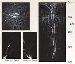 FIGURE 1. This z-axis image was reconstructed from a stack of 160 separate xy image slices, 5 µm apart. It was recorded in vivo from an anesthetized mouse through a glass cranial window using 910 nm two-photon excitation and shows two layer 5 cortical neurons transgenically labeled with GFP. The benefits of high power and optimized pulsewidth can be seen in the z-axis image slice of a cortical neuron of the mouse brain, which has a total depth of 800 µm. FIGURE 1. This z-axis image was reconstructed from a stack of 160 separate xy image slices, 5 µm apart. It was recorded in vivo from an anesthetized mouse through a glass cranial window using 910 nm two-photon excitation and shows two layer 5 cortical neurons transgenically labeled with GFP. The benefits of high power and optimized pulsewidth can be seen in the z-axis image slice of a cortical neuron of the mouse brain, which has a total depth of 800 µm.