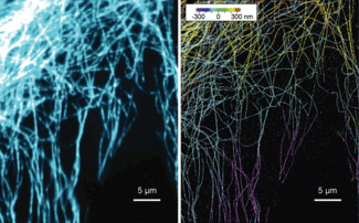 A 2-D fluorescence image (left) of microtubules and the corresponding 3-D STORM image (right), are shown with z coded in color.