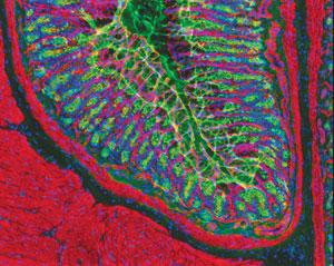 Fluorescent optical filters and dyes make it possible to label specific cells, as seen in this section of a rat&rsquo;s stomach.