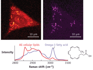 Xie&rsquo;s group used SRS microcopy to selectively image eicosapentaenoic acid (EPA), an omega-3 lipid, by tuning into the characteristic Raman band at 3015cm-1 (purple). This is distinctly different from the band at 2930cm-1 for both saturated and unsaturated lipids (orange). It is clear how EPA is actively taken up from the culturing media and enriched in lipid droplets (top right) whereas saturated lipids are distributed in many other organelles (top left).