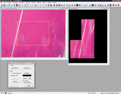 FIGURE 4. Image-Pro Plus version 7.0 lets users tile large images without an automated stage. FIGURE 4. Image-Pro Plus version 7.0 lets users tile large images without an automated stage.
