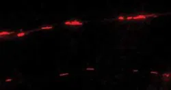 The mitochondria show up here, in two neuronal processes from a Parkinson’s disease cybrid cell line, as red rods. The mitochondria show up here, in two neuronal processes from a Parkinson’s disease cybrid cell line, as red rods.