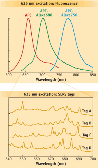 FIGURE 1. Comparing the spectra of three red-excited fluorophores used in conventional fluorescence flow cytometry (top) with the spectra of four red-excited SERS tags used in Raman SFC (bottom) highlights the fact that the SERS tags&rsquo; relatively narrow spectral features enables detection of more tags in a smaller spectral window.